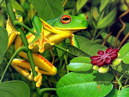 Frog - frog, green, tropical, rainforest, amphibion