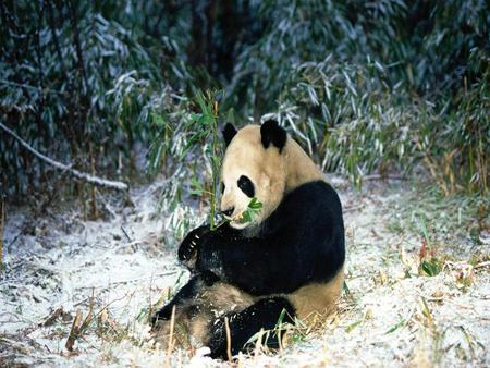 panda - bear, animal, panda, china, endangered, bamboo, wild