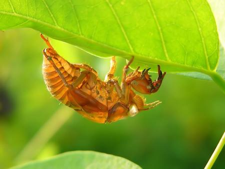 Insect - insect, green, bug