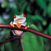 Frog On A Branch