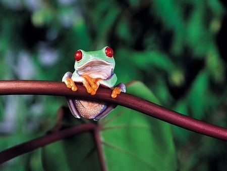 Frog On A Branch - frog tropical rainforest green