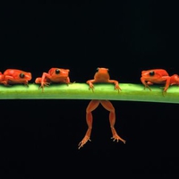 Frogs On A Branch