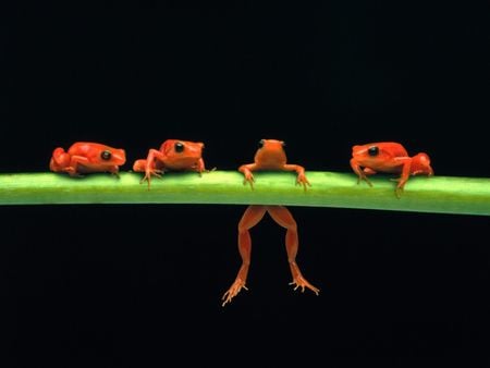 Frogs On A Branch - frog, frogs, tropical, funny, rainforest, red, orange, tree, amphibion