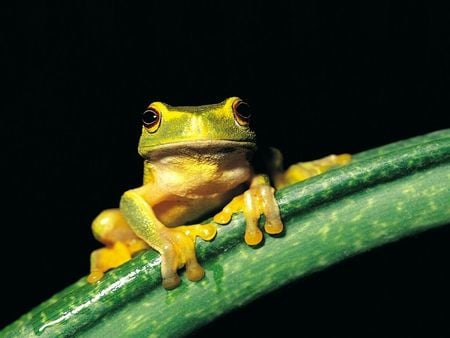 Frog - frog, green, tropical, rainforest, amphibion