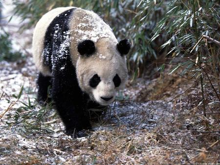 panda - endangered, china, wild, bear, panda, animal, bamboo