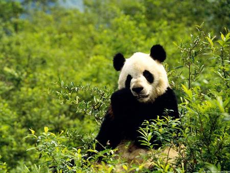 panda - endangered, china, wild, bear, panda, animal, bamboo