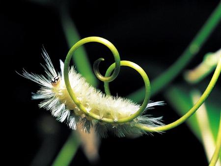 catipillar - catipillar, butterfly, bug, insect, cryslis