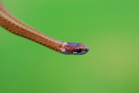 Sneaky snake - animal, reptile, nature, snake