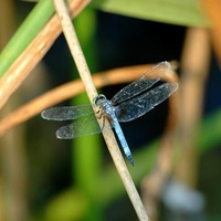 Blue Dragonfly