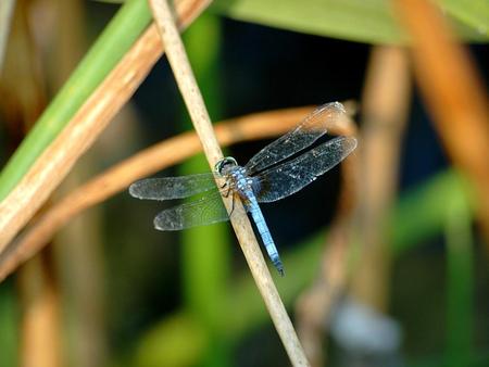 Blue Dragonfly - dragonfly, blue, bug, insect, water, wings, pond, fly