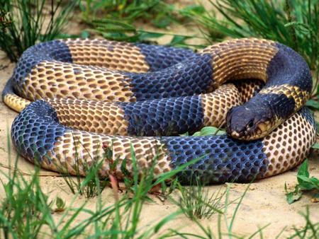 Snake - warm blooded, brown, snake, tree, fangs, reptile