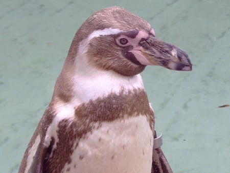 Penguin - wild, water, penguin, animal, zoo, bird