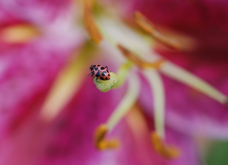 Ladybug - insect, flower, nature, ladybug