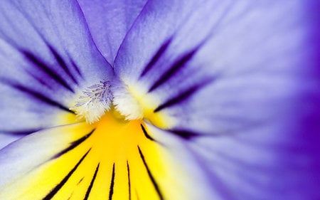 PANSY~ CLOSE UP - flower, closeup, pansy