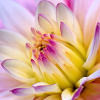 yellow dahlia