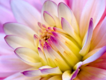 yellow dahlia - flower, yellow flower, nature, yellow dahlia