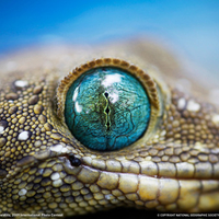 smiths green eyed gecko