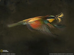 Bee eater flight