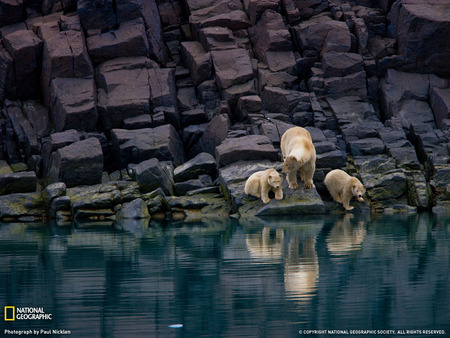 polar bears svalbard - polar bears svalbard, cool