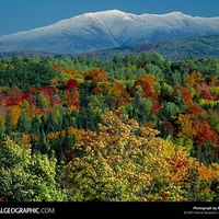 autumn foliage