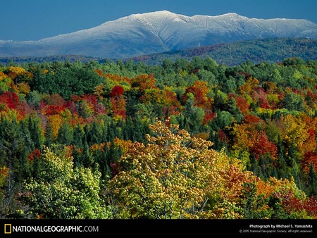 autumn foliage - autumn foliage, cool