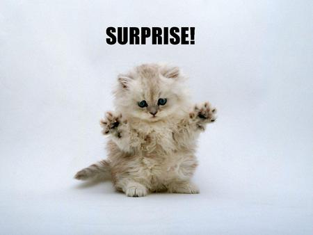 Surprised Kitty  - fluffy, fun, suprised, cute, chuck norris