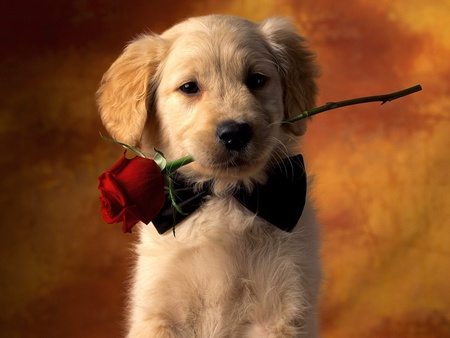 To my Mistress - dogs, red, present, rose, mistress, love, animals