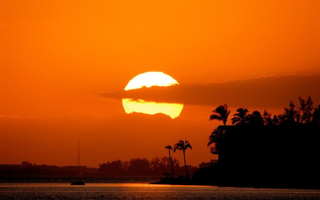 Sunset - nature, palm trees, sun, skies, orange, sunset