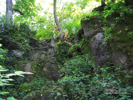 Green rock - forests, nature