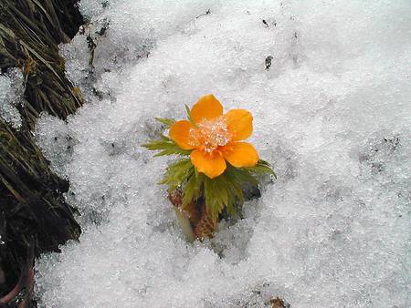 Flower & snow - snow, flowers