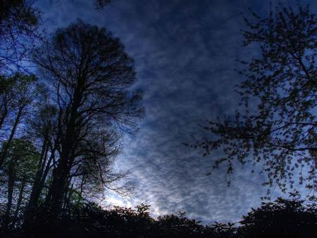 Blue morning - forests, nature