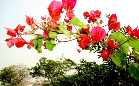 Red flowers - flowers, red