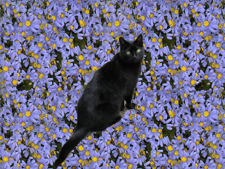 Sooty - cat amongst the flowers - flowers, cat