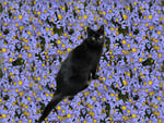 Sooty - cat amongst the flowers