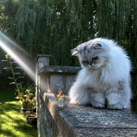 Puss. Silver Persian. The Fairy and the Sunbeam