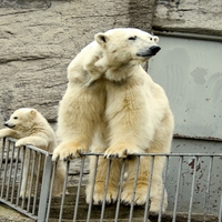 Mother polar bear and baby