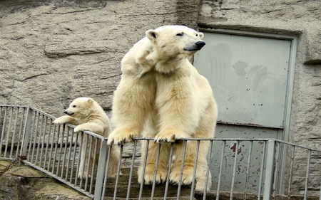 Mother polar bear and baby - bear, polar, zoo, mother, baby