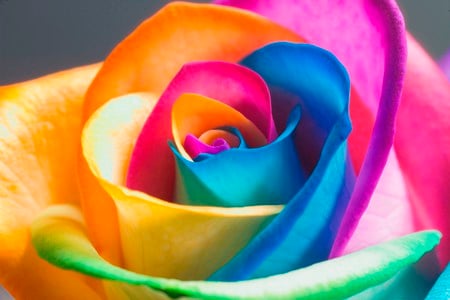 The Perfect Rainbow Rose - multicolor, rainbow, rose, color, flower