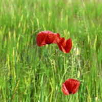 Flowers Dual Screen