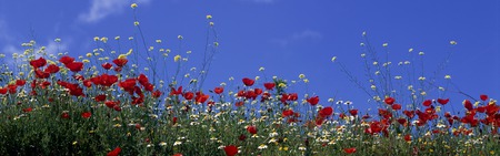 Flowers Dual Screen - dual, flowers, screen