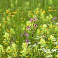 Flowers Dual Screen