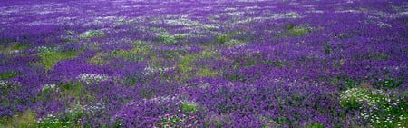 Flowers Dual Screen - flowers, nature, dual