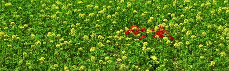 Flowers Dual Screen - flowers, nature, dual