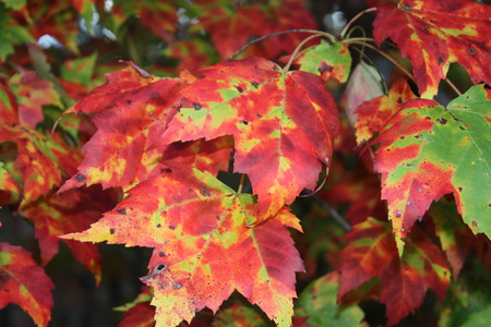 A Hybrid Sign Of Autumn - leaves, nature, seasons, autumn