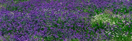 Flowers Dual Screen - flowers, nature, dual