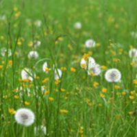 Flowers Dual Screen