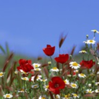 Flowers Dual Screen