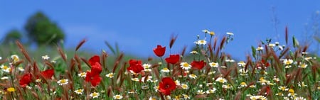 Flowers Dual Screen - dual, flowers, nature