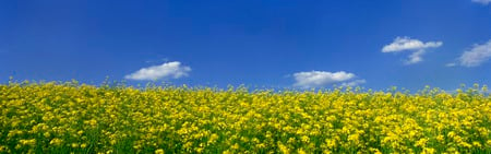 Flowers Dual Screen - dual, flowers, nature