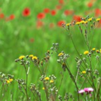 Flowers Dual Screen